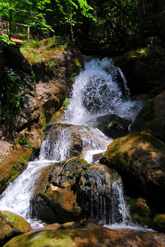 Nature forest river photo