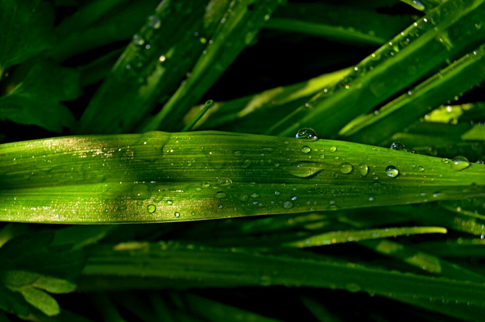 Water a drop of rain