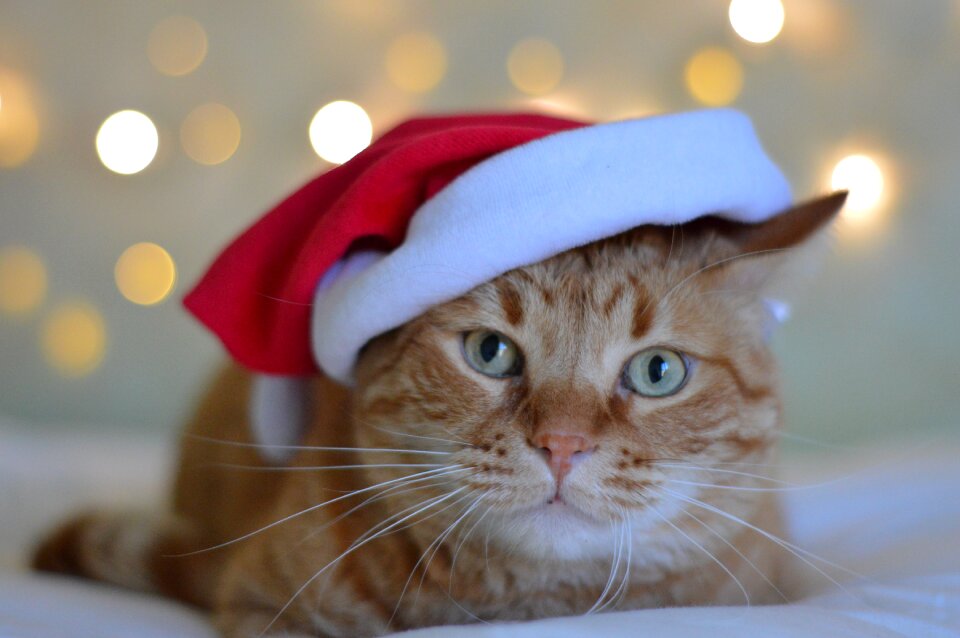 Portrait pet domestic