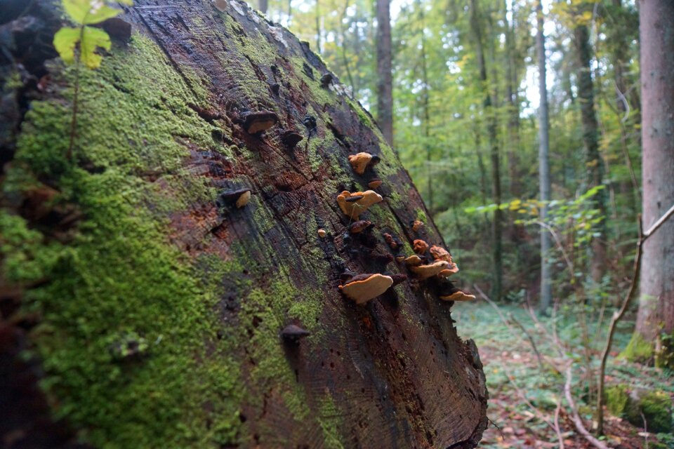 Wood tree trunks mood