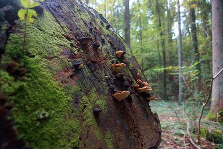 Wood tree trunks mood