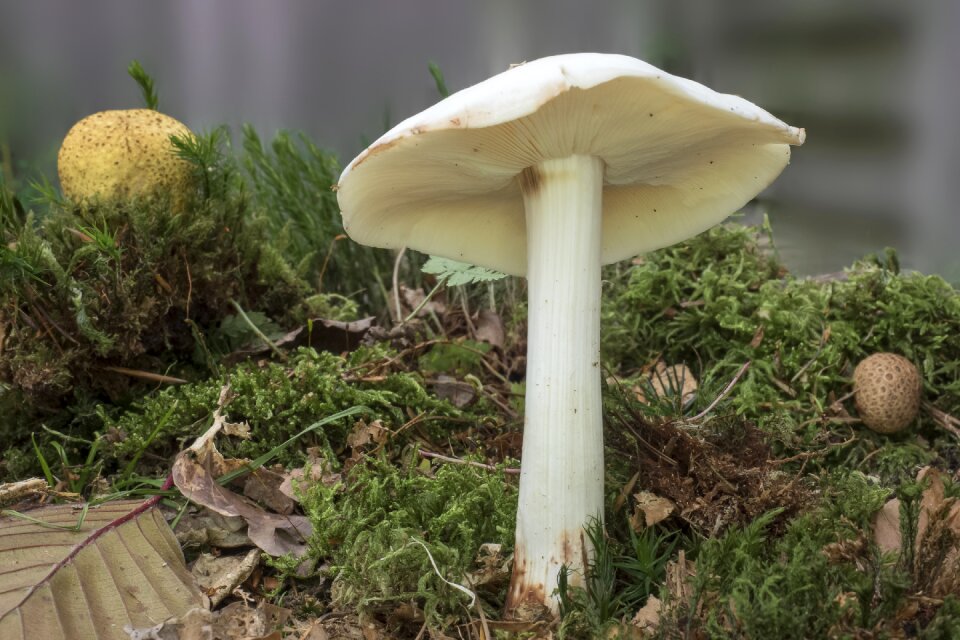 Forest autumn fibrous stalk