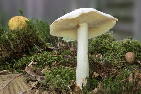 Forest autumn fibrous stalk