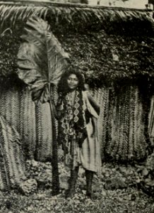Woven Walls of Niue House, Memoirs Bishop Museum, Vol. II, Fig. 43