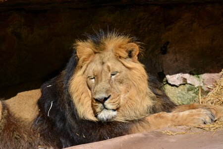 Lion animal carnivores photo