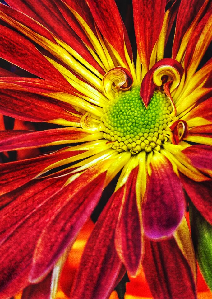 Color bright orange