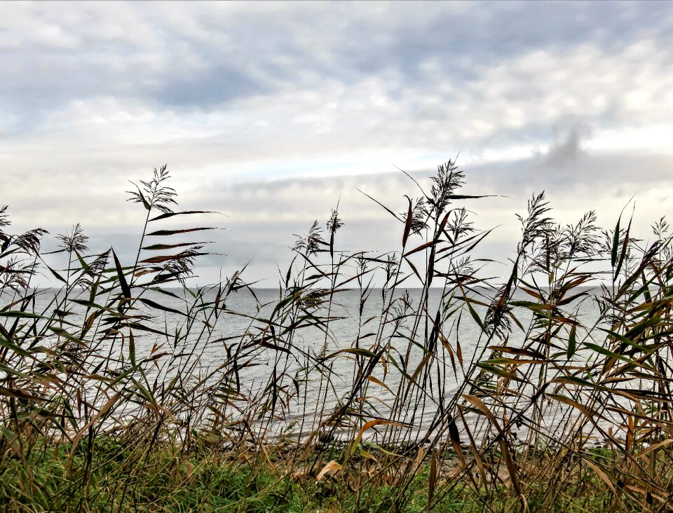 Grasses reeds clouds wind