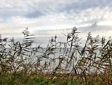 Grasses reeds clouds wind photo