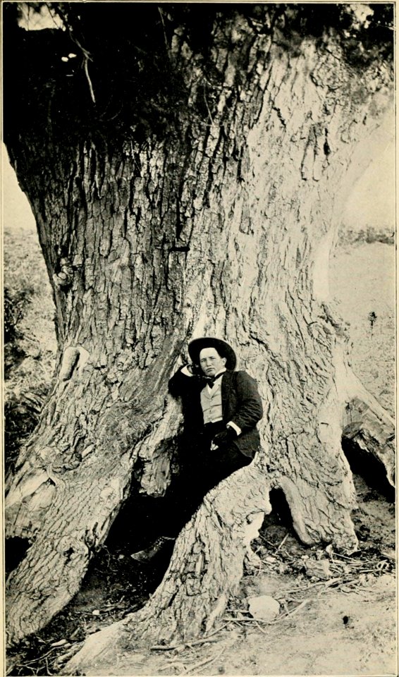 WRIGHT(1913) A tree in Horse Thief Canyon, where a number of horse thieves were hanged (14803061953)
