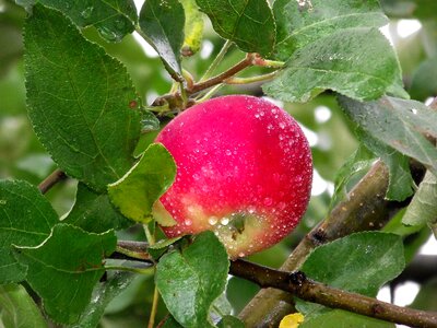 Nature red apple fruit