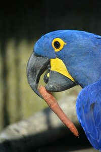 Feather wing animal