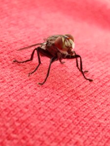 Fly housefly macro