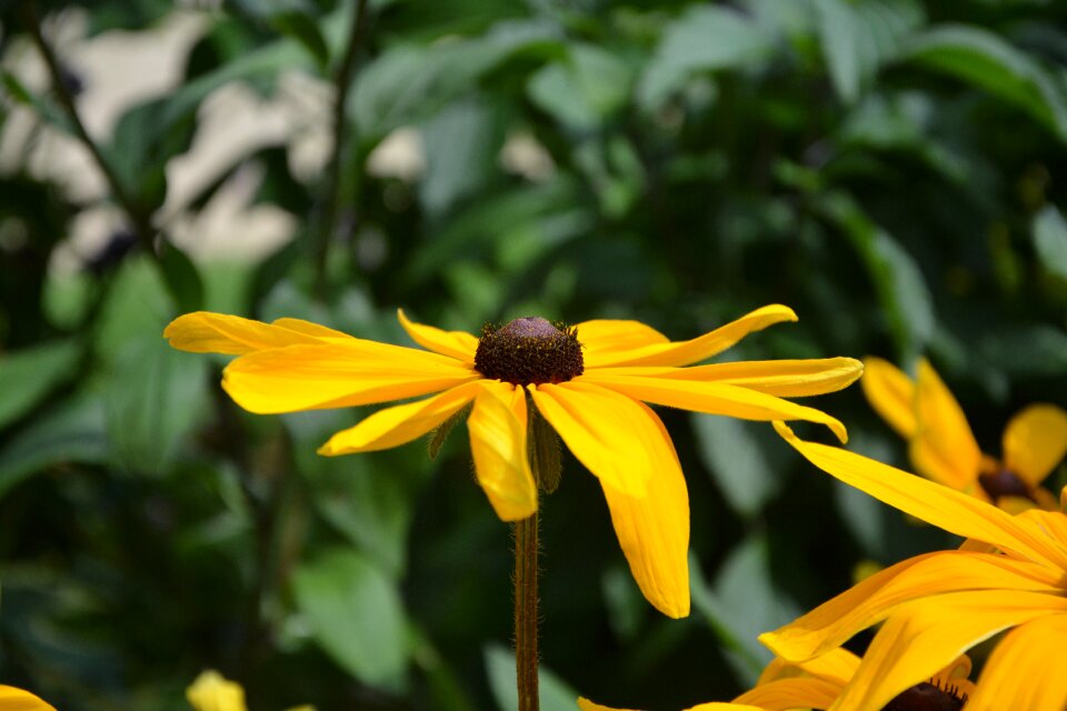 Marguerite flora petals