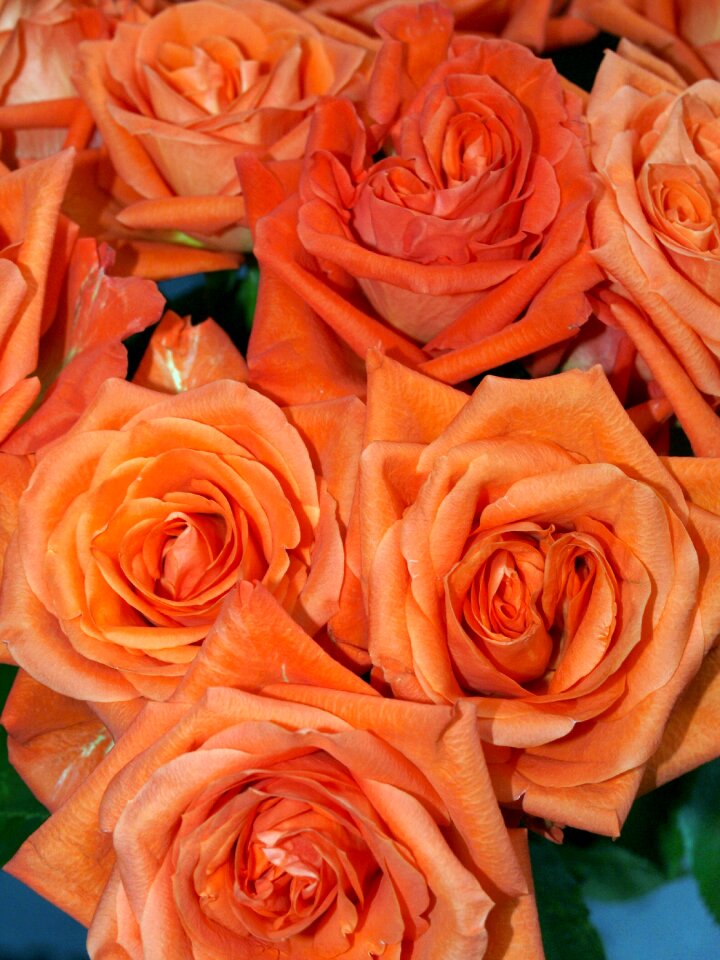 Petal floral love