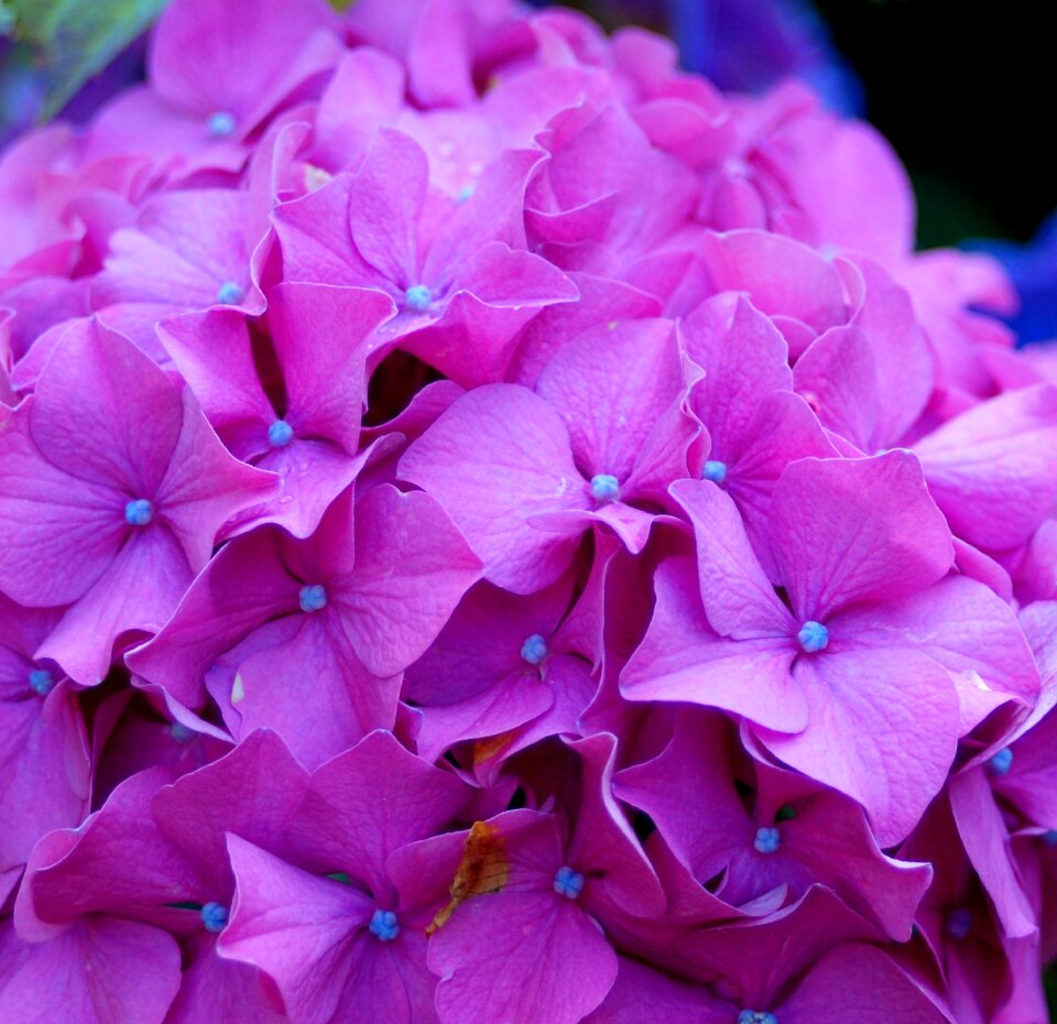 Macro purple plant