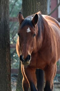 Animal portrait mare