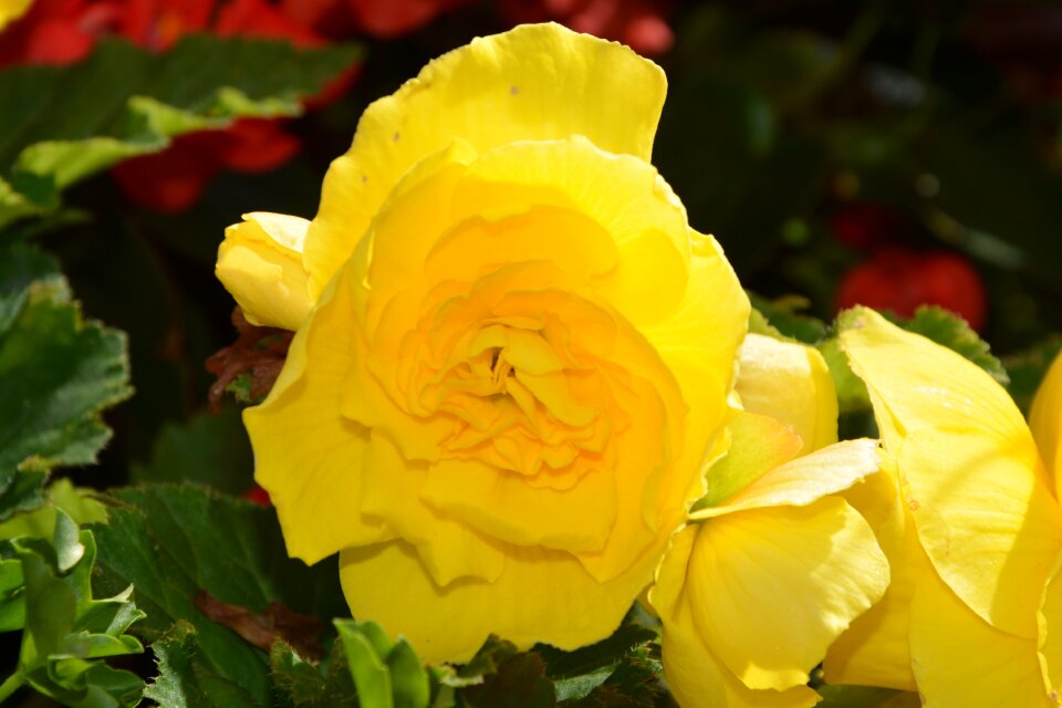 Summer flowers petals plant