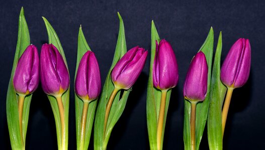 Spring cut flowers closed