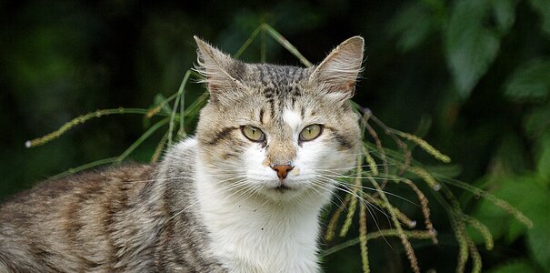 Animal pet cat colombia photo