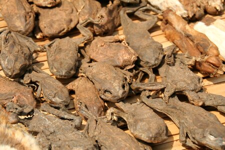 Animal benin cult