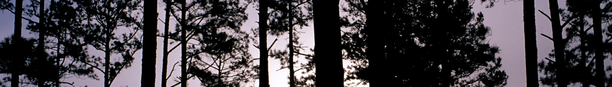 WV banner River Valley Pinus taeda