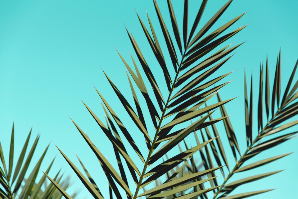 Tree leaf cactus