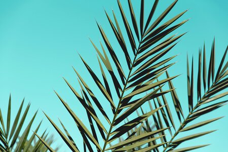 Tree leaf cactus