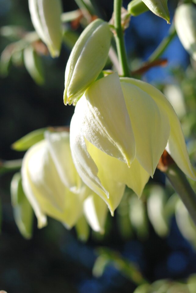 Flower white garden