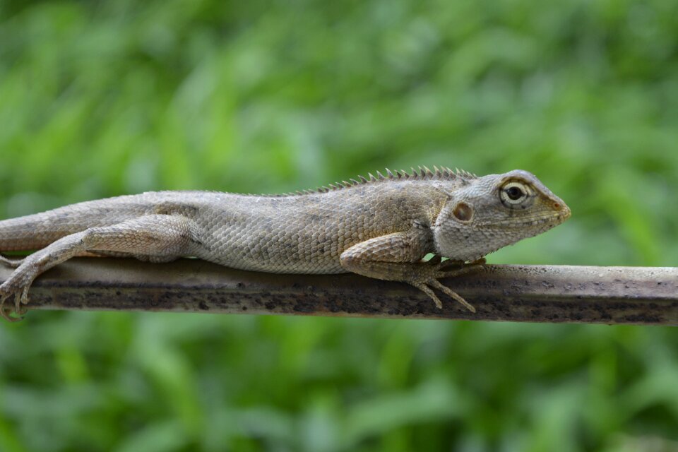 Lizard reptile wildlife