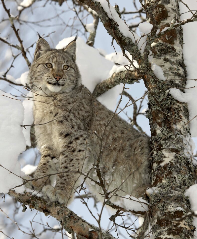 Nature carnivore predator