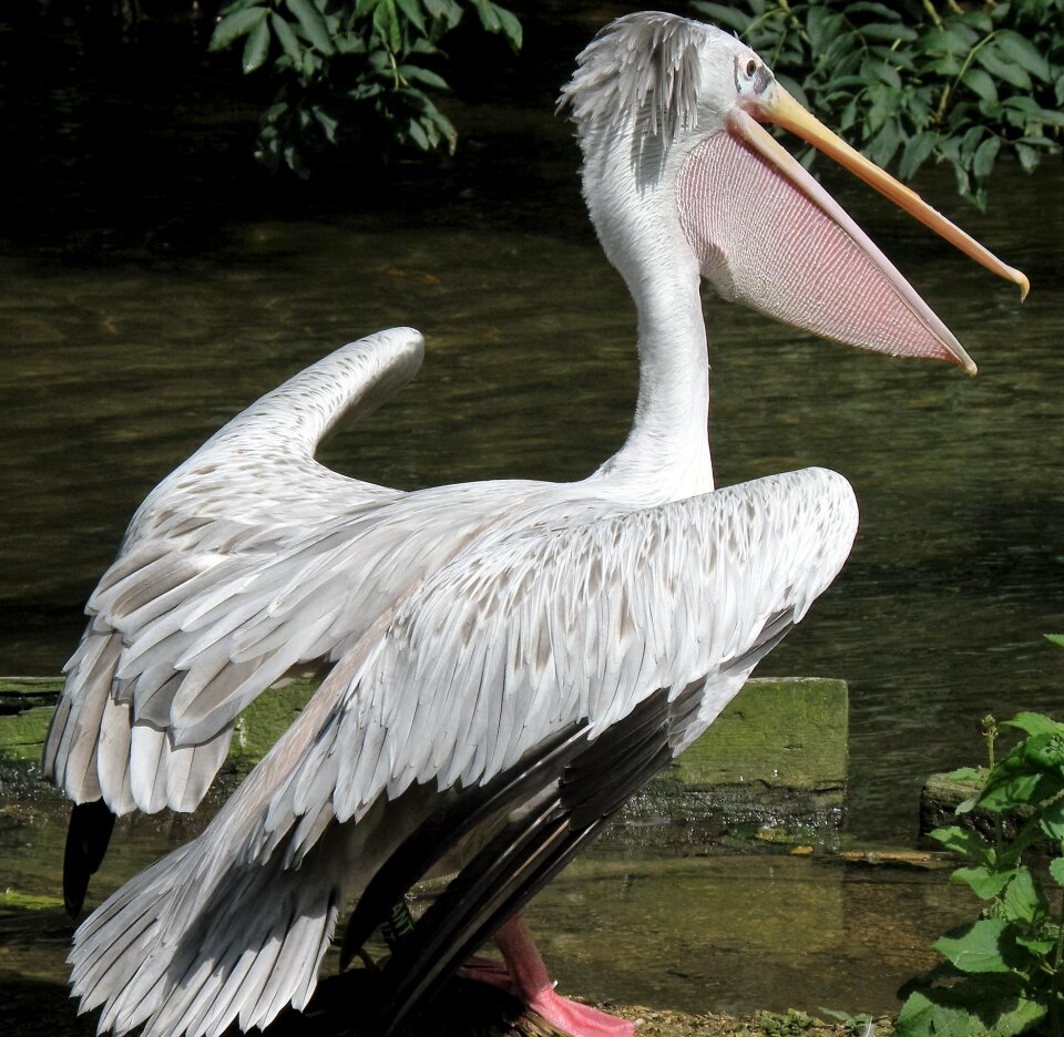 Feather wildlife animal photo