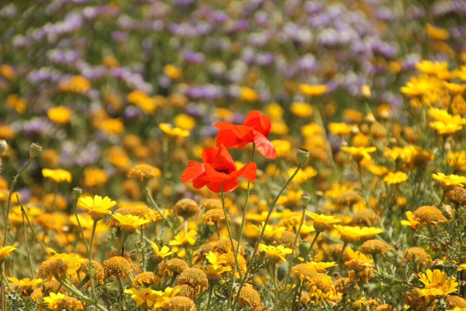 Field summer lonely