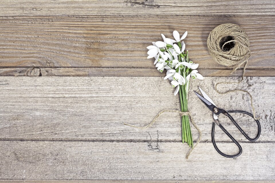 Scissors brown flower brown wood photo