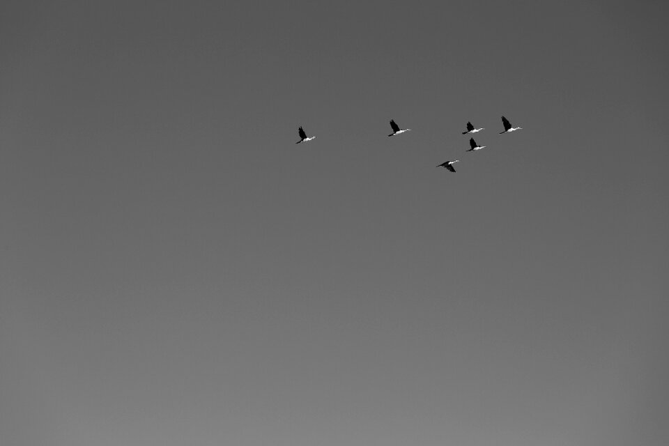 Bird animal flying