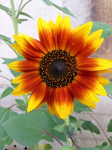 Color sun plant photo