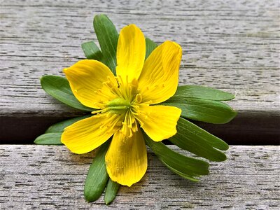 Single bloom yellow petals flowers stamens