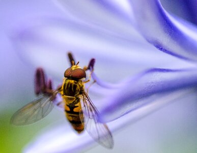 Flower plant petal
