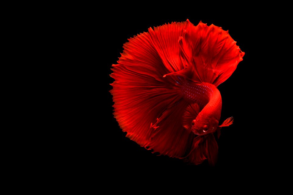 Betta black fish black fishing