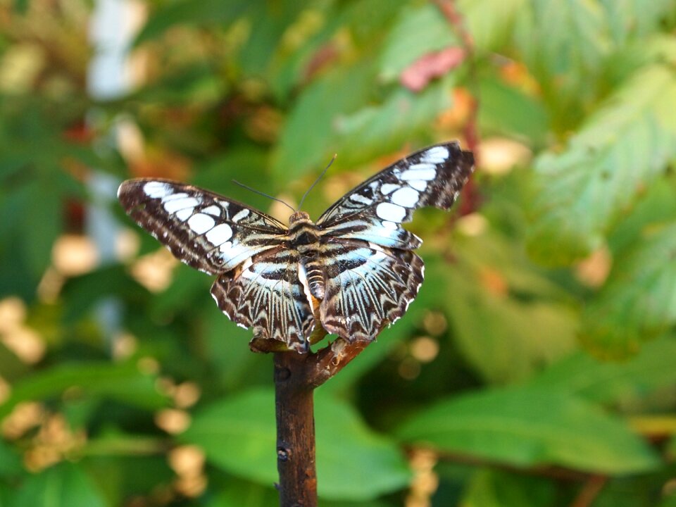 Butterfly nature insect