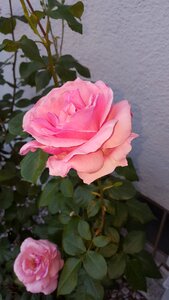 Pink roses blossoms nature photo