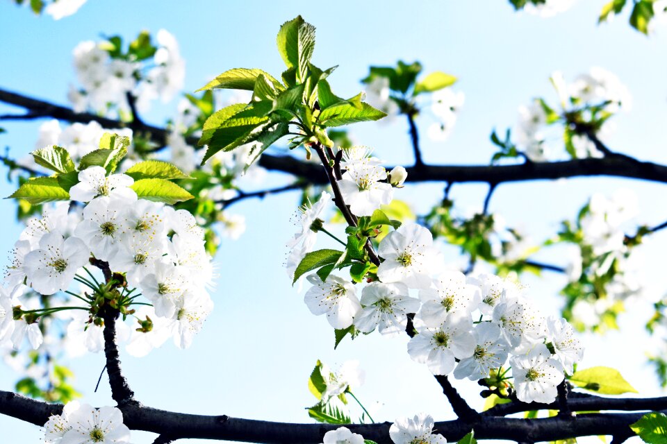 Cherry nature plant