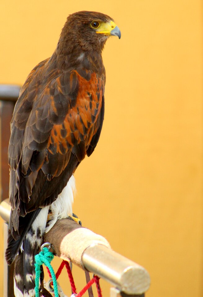 Nature hawk falconry