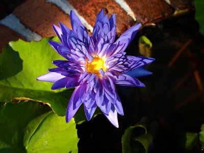 Purple nature purple flower