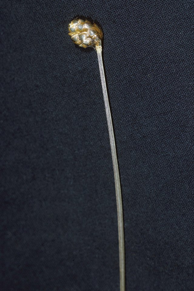 Xyris difformis NRCS-1
