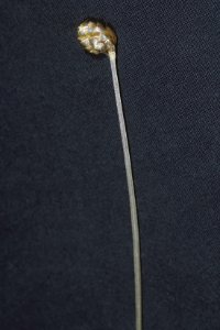Xyris difformis NRCS-1