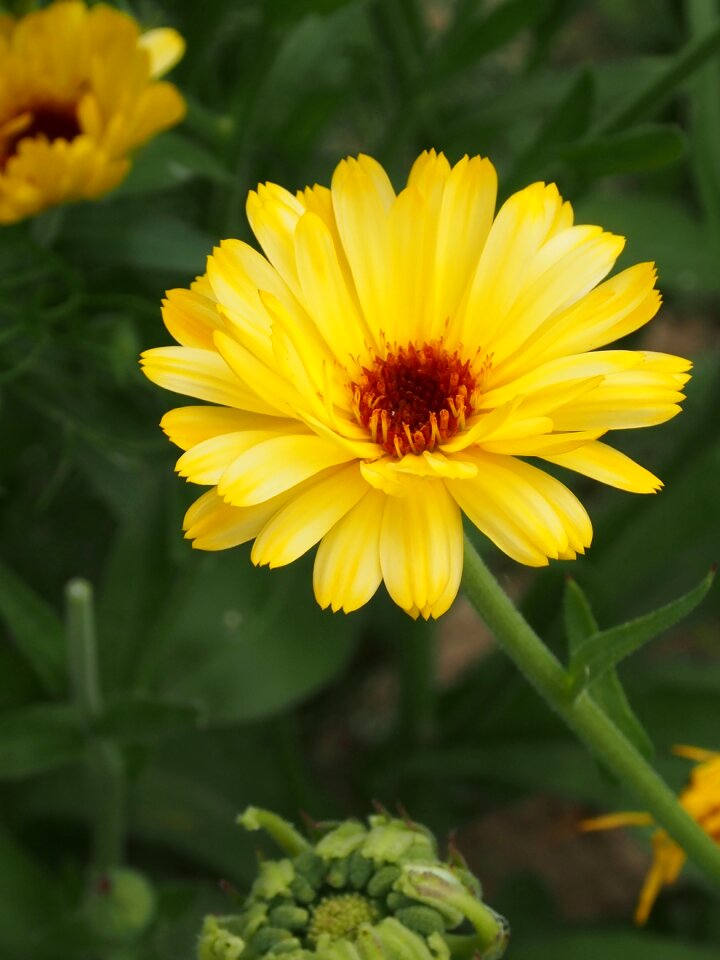 1989 pixabay nature