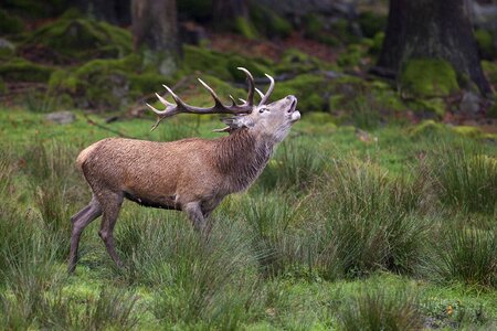 Nature wildlife forest