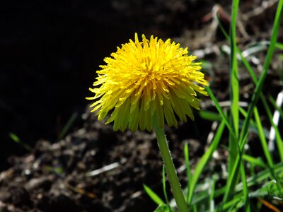 Flower dandelion close up photo