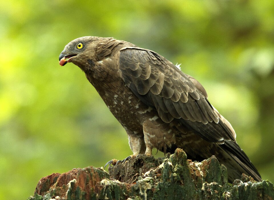 Bird of prey vogel wildlife photo