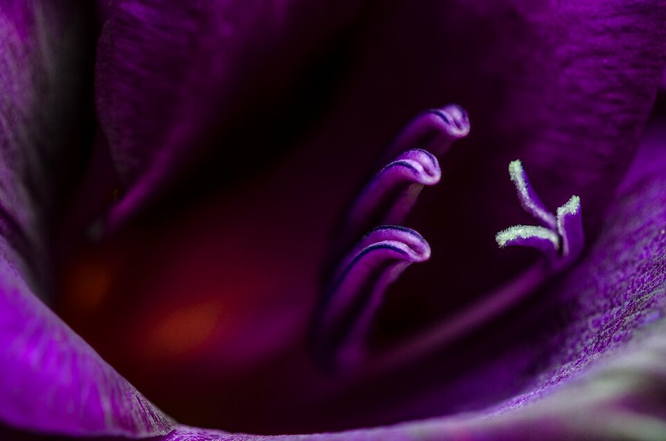 Stamen pistil anther